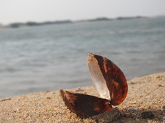Cucullaea labiata