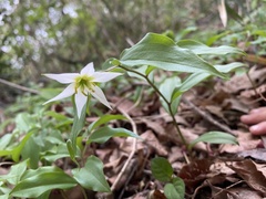 Disporum smilacinum