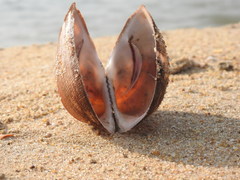 Cucullaea labiata