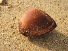 Cucullaea labiata
