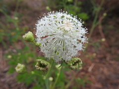 Trachymene composita