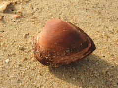 Cucullaea labiata