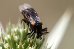 Ripiphorus subdipterus