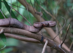 Protobothrops tokarensis
