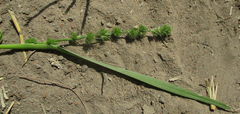 Elytrophorus globularis image