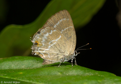 Cupathecla cupentus