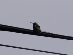 Cynanthus latirostris