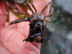 Pugettia gracilis image