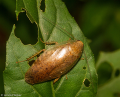 Epilamprinae