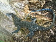Varanus jobiensis