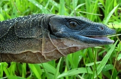 Varanus jobiensis