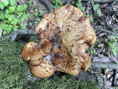 Polyporus mcmurphyi