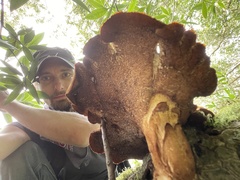 Polyporus mcmurphyi