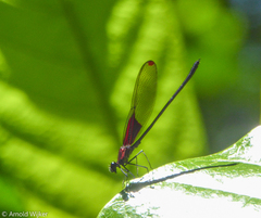 Hetaerina rosea