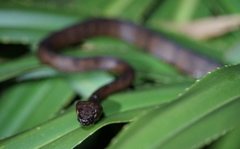 Protobothrops tokarensis