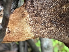 Polyporus mcmurphyi