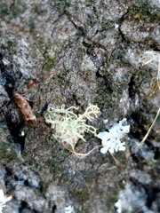 Caryocolum junctella