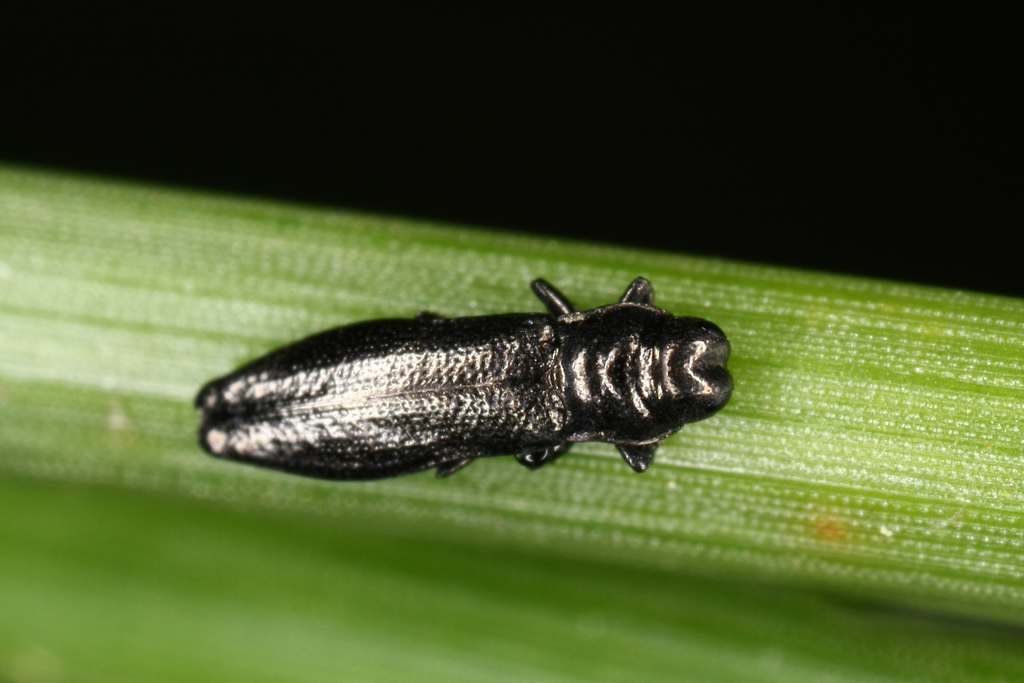 Aphanisticus