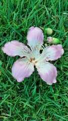 Ceiba pubiflora