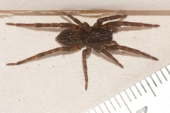 Uliodon albopunctatus