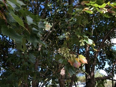 Acer morrisonense