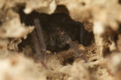 Uliodon albopunctatus