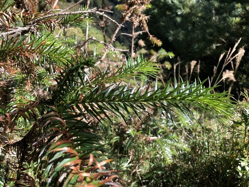 China-fir