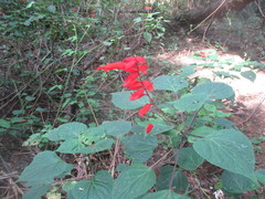 Salvia splendens