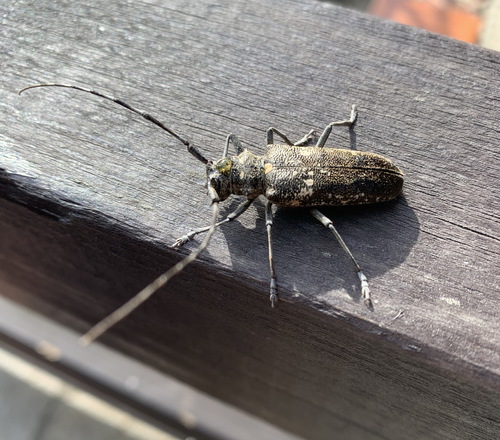 Carpenter Sawyer Beetle