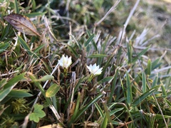 Chondrophylla