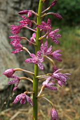 Dipodium campanulatum