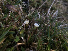 Chondrophylla