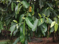 Garcinia xanthochymus
