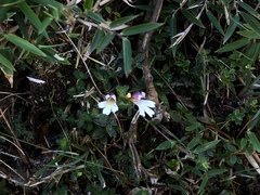 Euphrasia transmorrisonensis