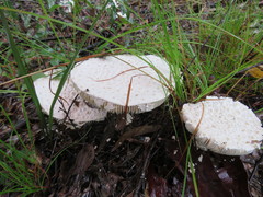 Amanita pyramidifera