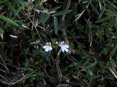 Euphrasia transmorrisonensis
