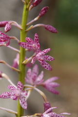 Dipodium campanulatum