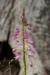 Dipodium campanulatum