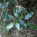 Eurya glaberrima - Photo (c) Cheng-Tao Lin,  זכויות יוצרים חלקיות (CC BY), הועלה על ידי Cheng-Tao Lin