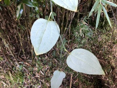 Smilax vaginata