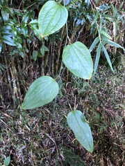 Smilax vaginata