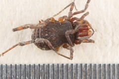 Triaenonychidae