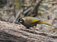 Trochalopteron affine