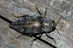 Dicerca aenea