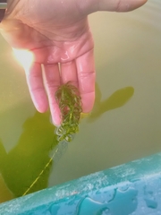 Lagarosiphon major
