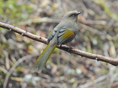 Trochalopteron elliotii