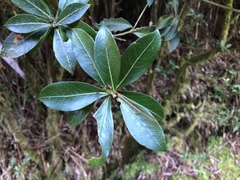 Pieris japonica taiwanensis