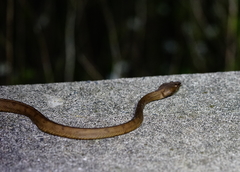 Protobothrops tokarensis