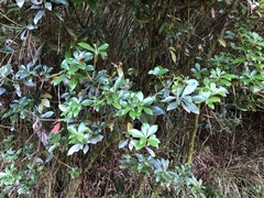 Pieris japonica taiwanensis