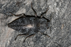 Dicerca aenea
